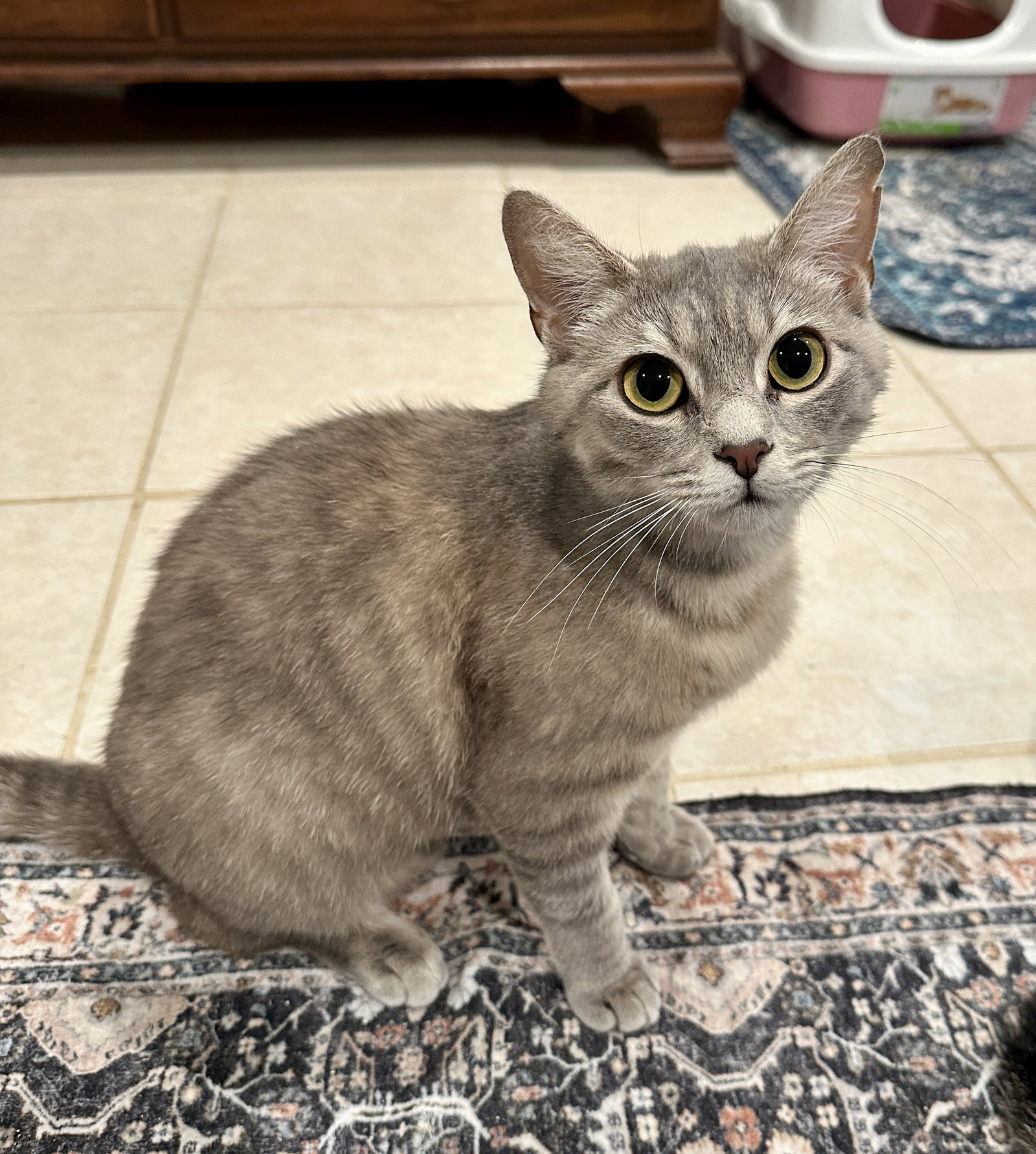 Zoe (in foster), cat