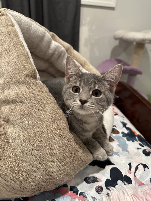 Photo 2 of Zendaya - KITTEN in foster