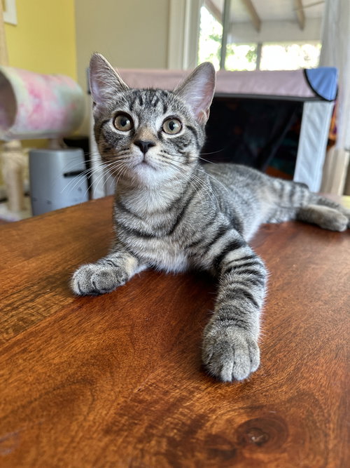 Ziggy - KITTEN in foster
