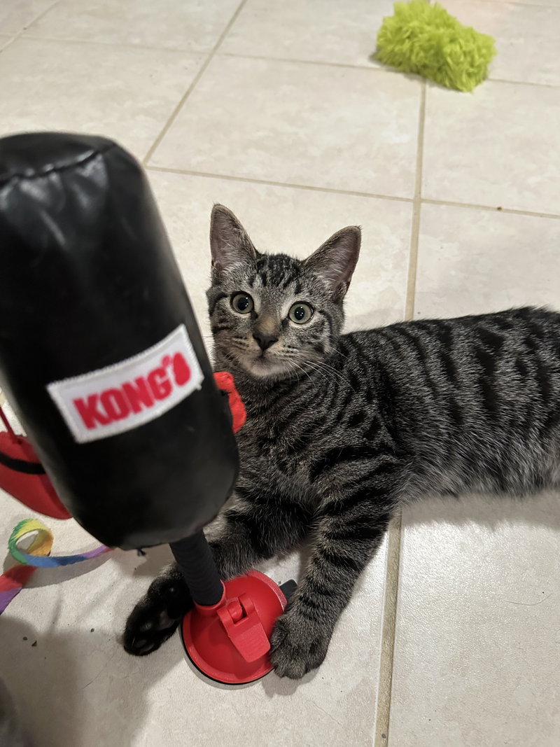 Ziva, a female cat up for adoption