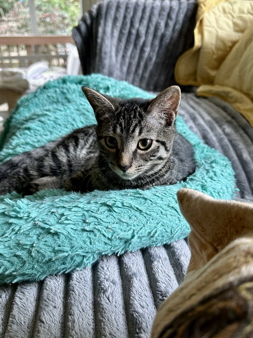Photo 2 of Ziva - KITTEN in foster