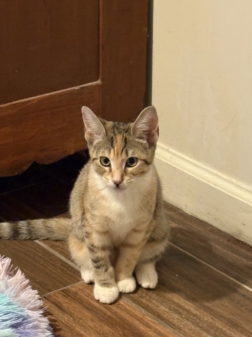 Duchess - KITTEN in foster, a Domestic Short Hair cat for adoption in Alexandria, VA, photo 1 of 5