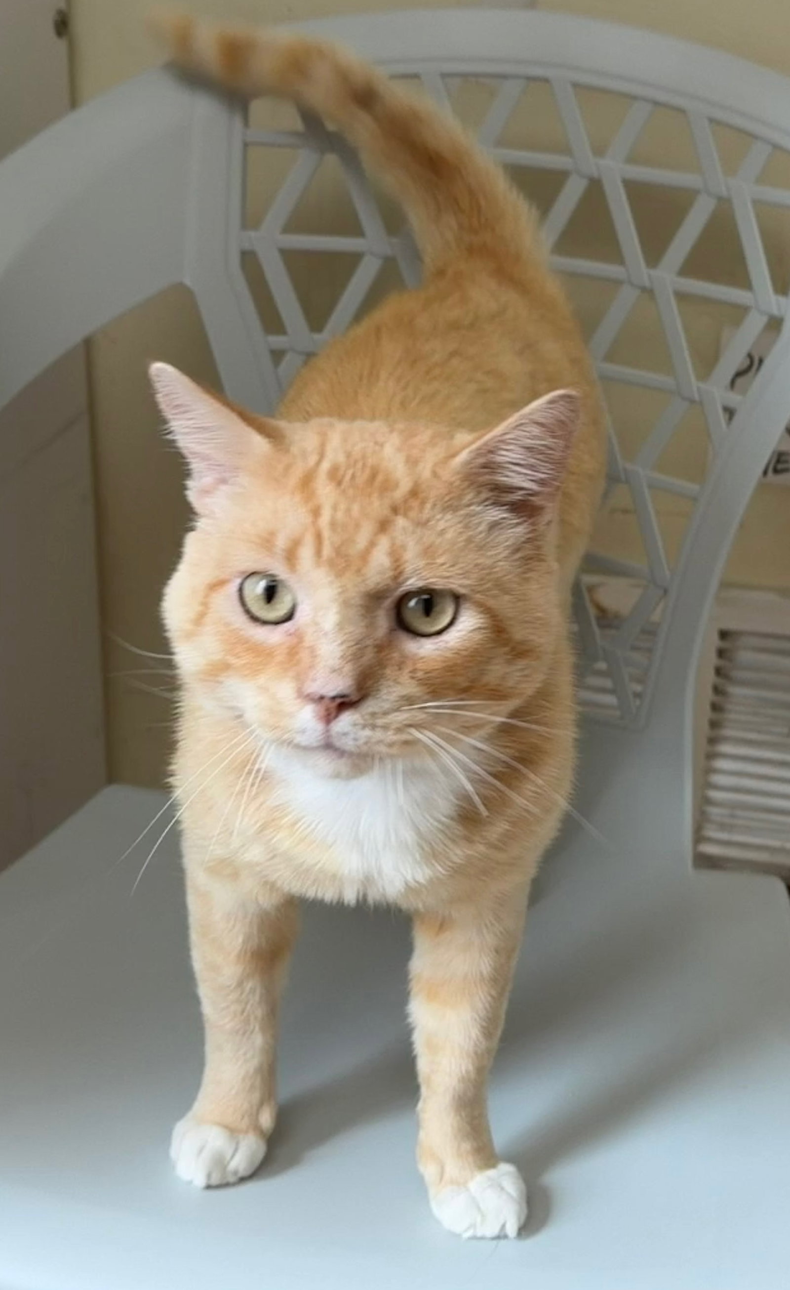 Coconut Tart (FIV+)