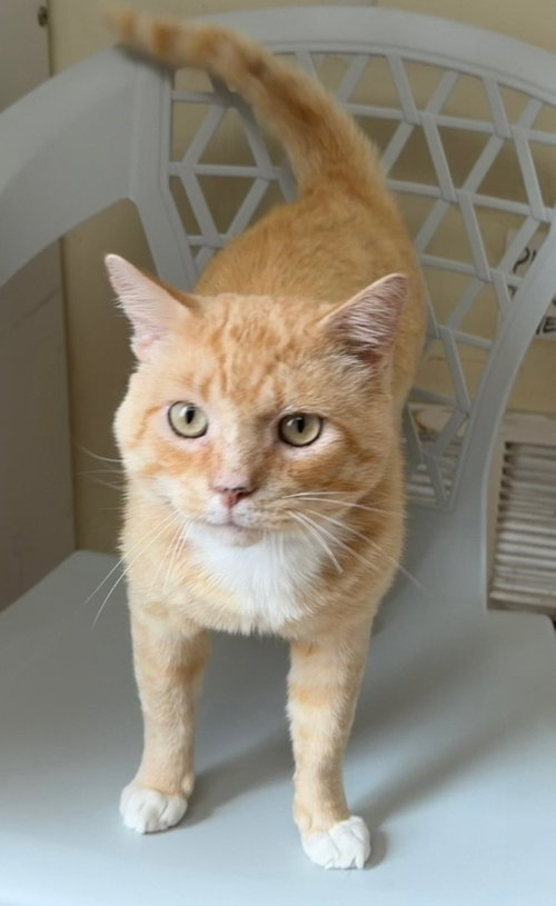 Coconut Tart (FIV+), a cat for adoption from King Street Cats