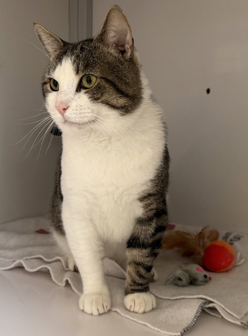 Kane (FIV+)