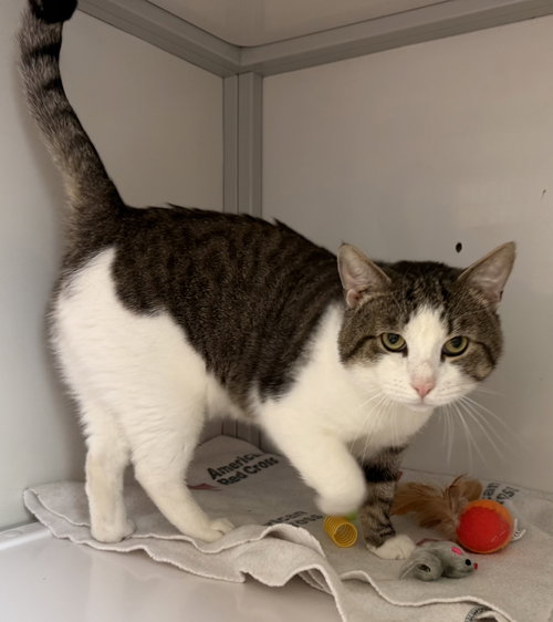 Photo 2 of Kane (FIV+)