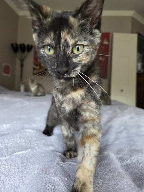 Frito - KITTEN in foster