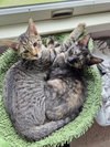 Frito - KITTEN in foster
