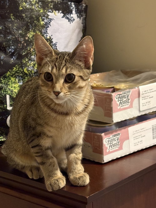Princess - KITTEN in foster, a cat for adoption from King Street Cats