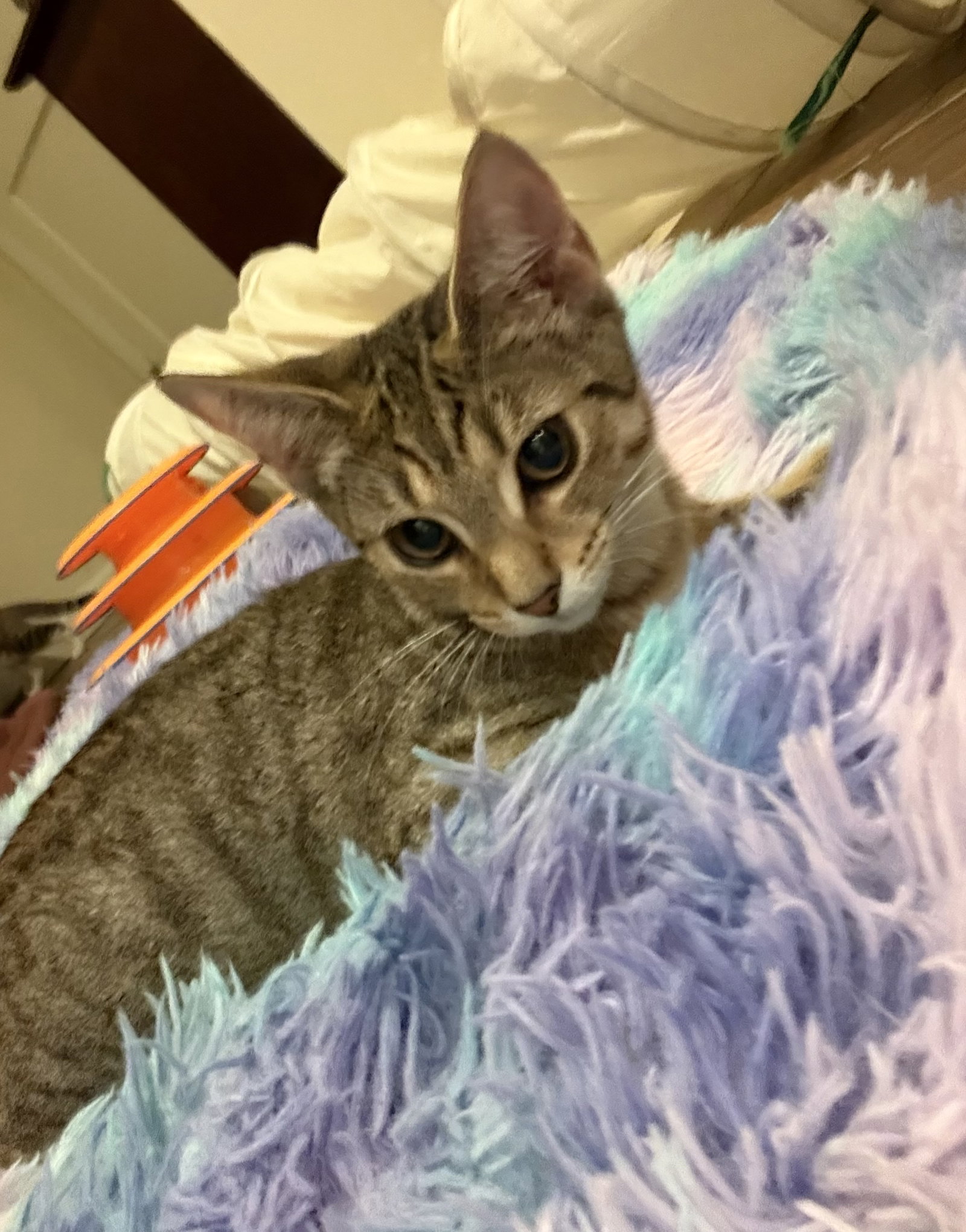 Princess - KITTEN in foster, photo 2