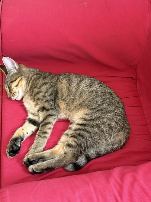 Photo 4 of Princess - KITTEN in foster