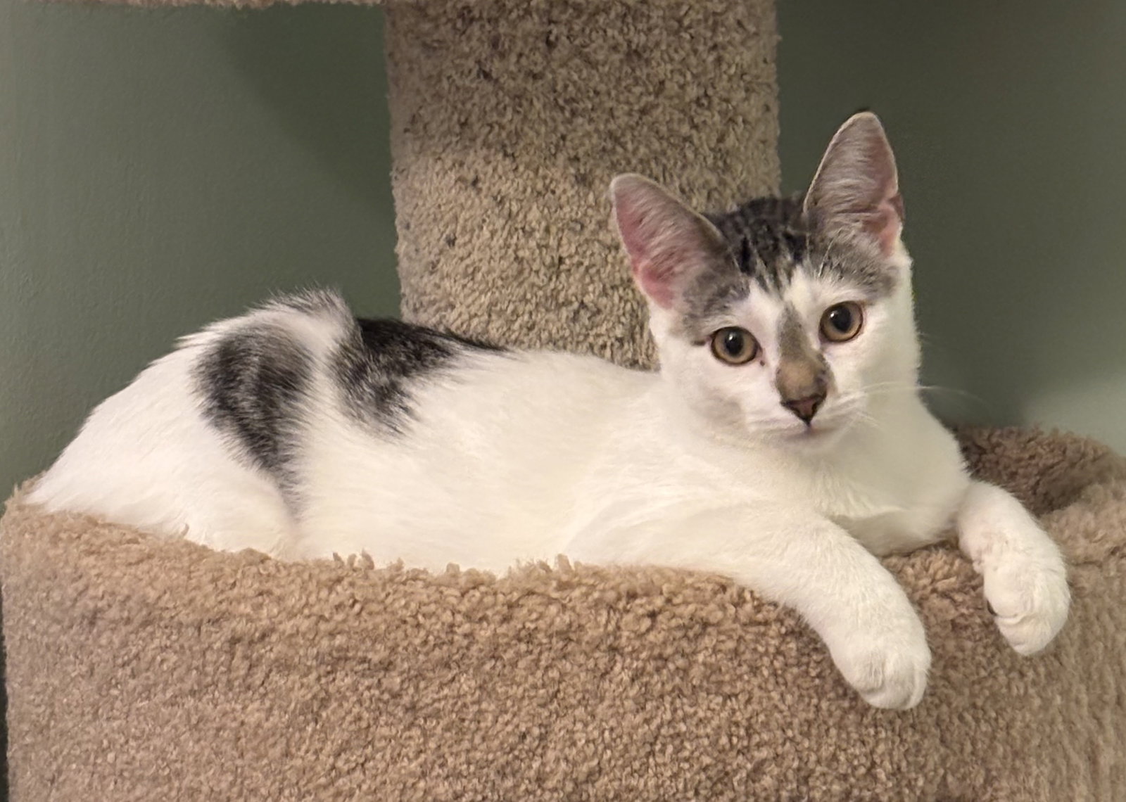 Cassatt - KITTEN in foster, Domestic Short Hair