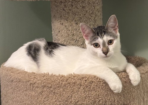 Cassatt - KITTEN in foster, a cat for adoption from King Street Cats