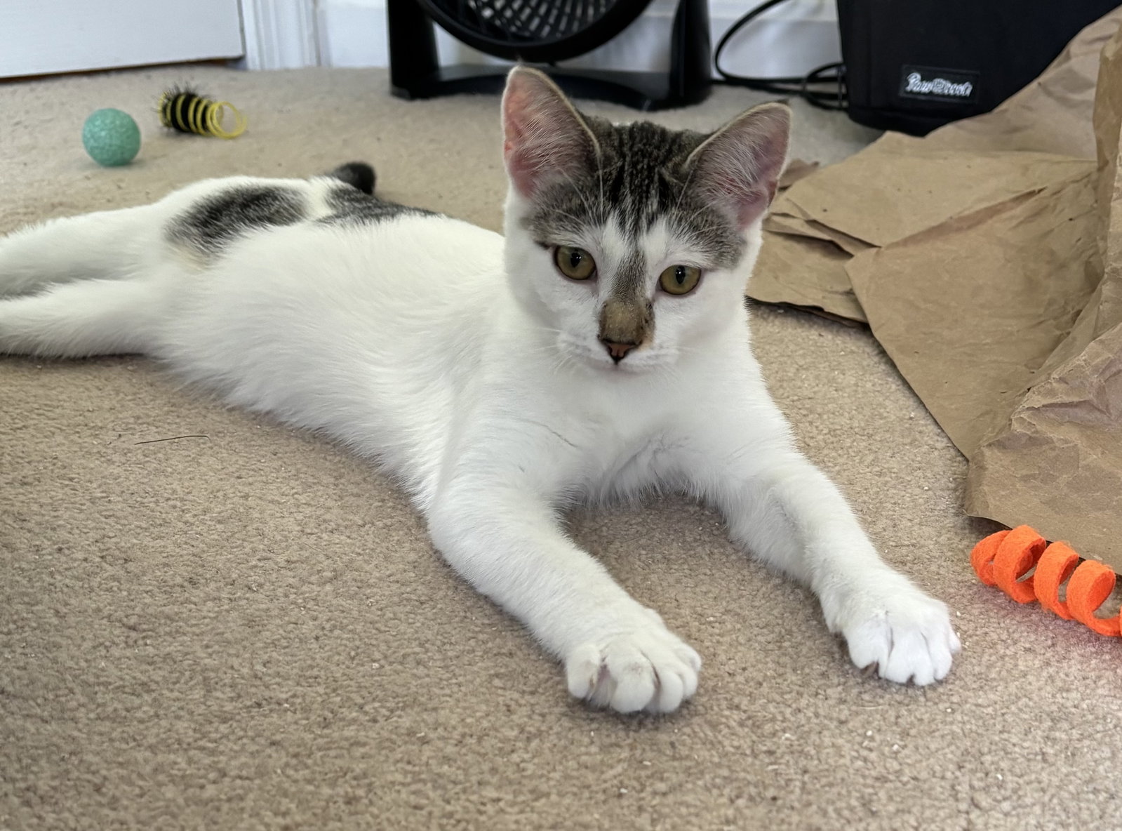 Cassatt - KITTEN in foster, photo 2