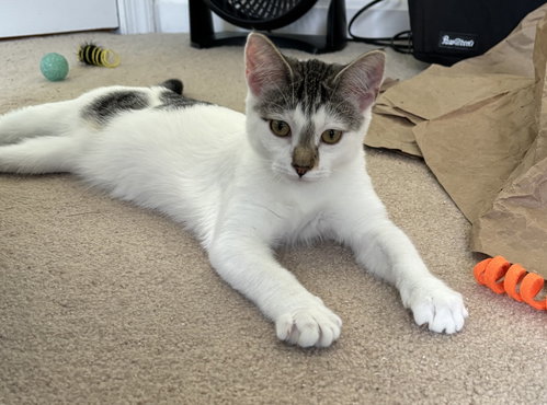 Photo 2 of Cassatt - KITTEN in foster