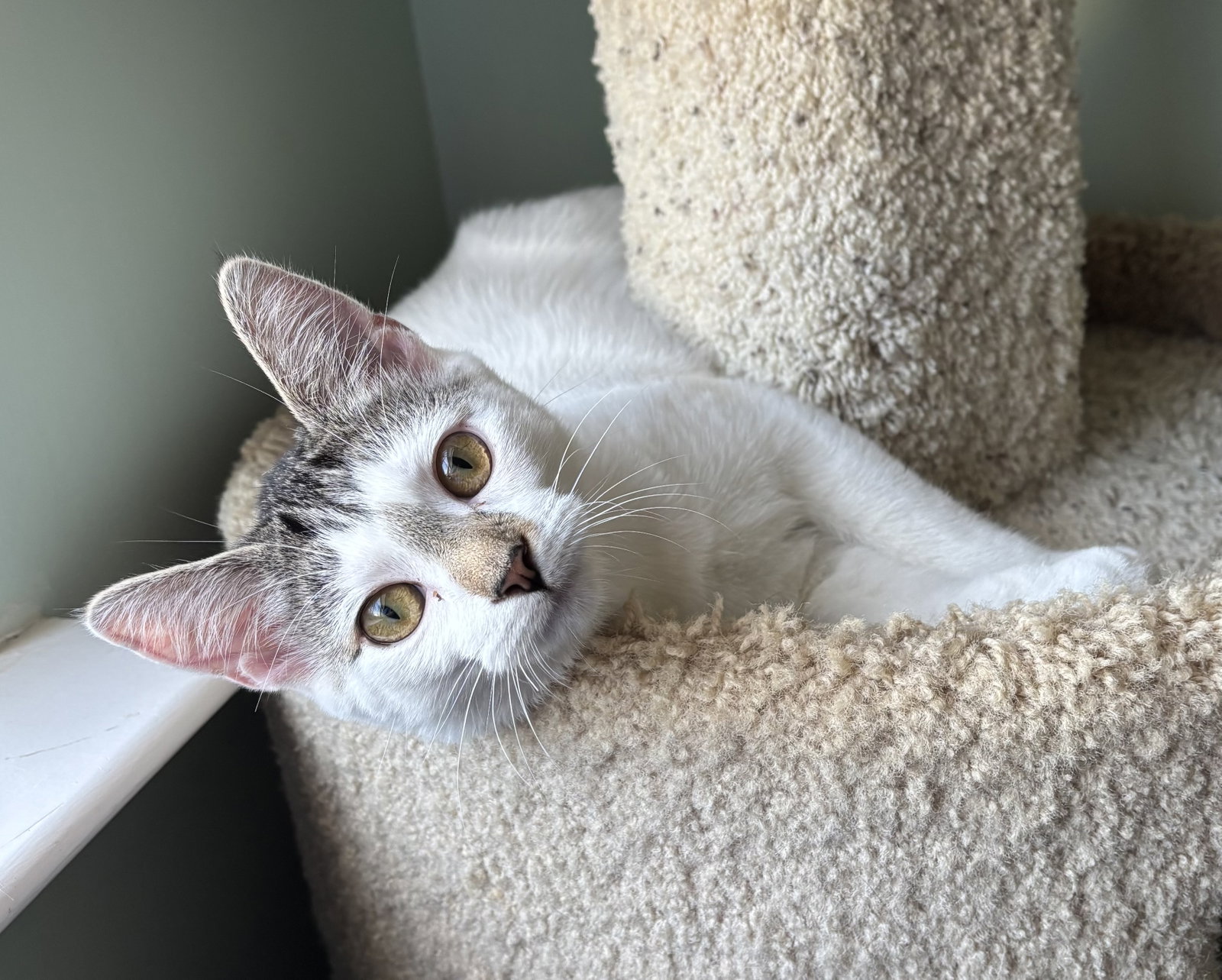 Cassatt - KITTEN in foster, photo 3