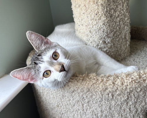Photo 3 of Cassatt - KITTEN in foster