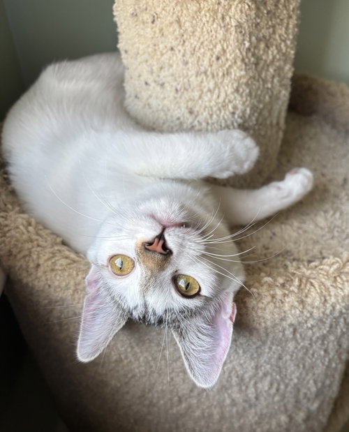 Photo 4 of Cassatt - KITTEN in foster