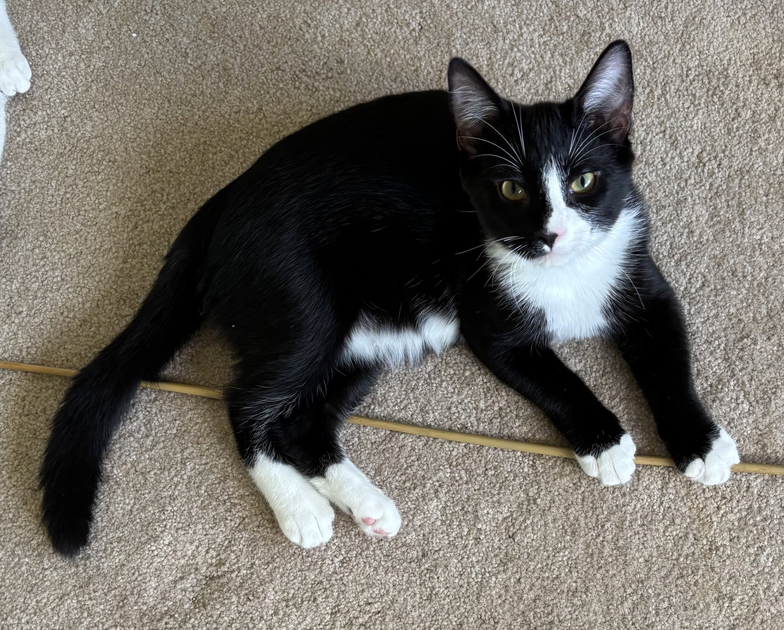 Degas - KITTEN in foster, Domestic Short Hair