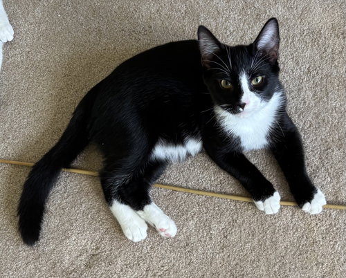 Degas - KITTEN in foster, a cat for adoption from King Street Cats