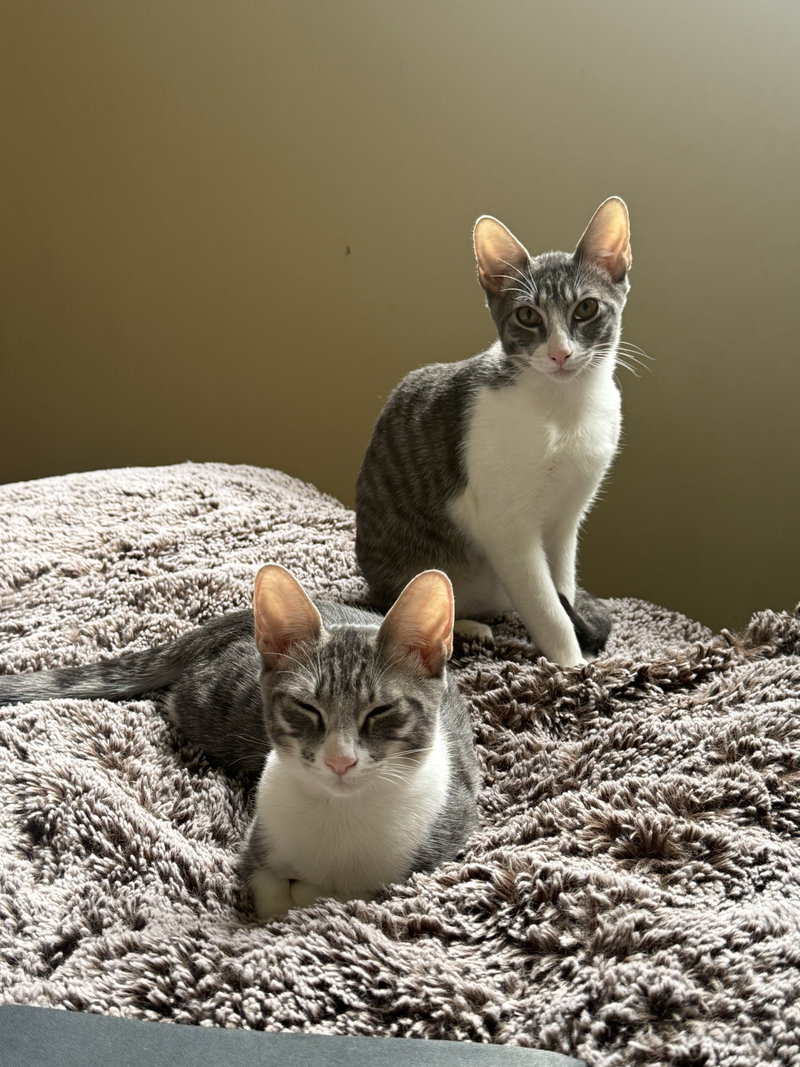 Nemo & Nigel, cats up for adoption