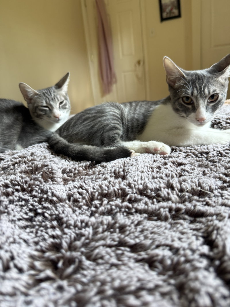 Nemo & Nigel, photo 3