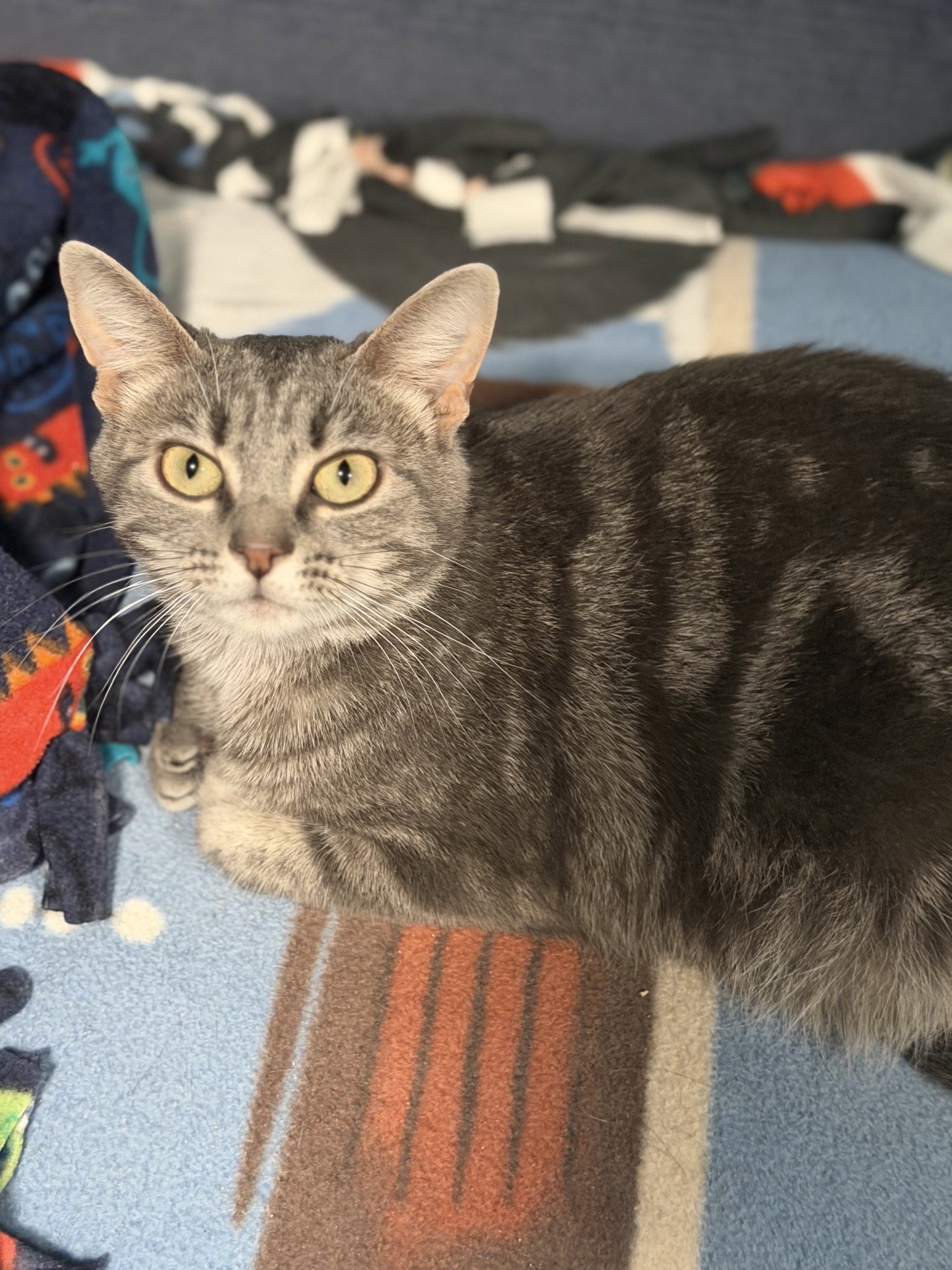 Ivy (in foster), Domestic Short Hair