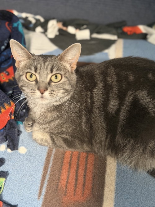 Ivy (in foster), a cat for adoption from King Street Cats