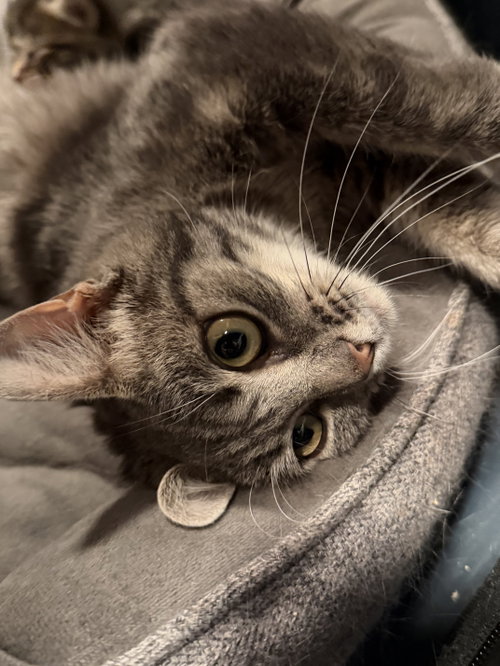 Photo 2 of Ivy (in foster)