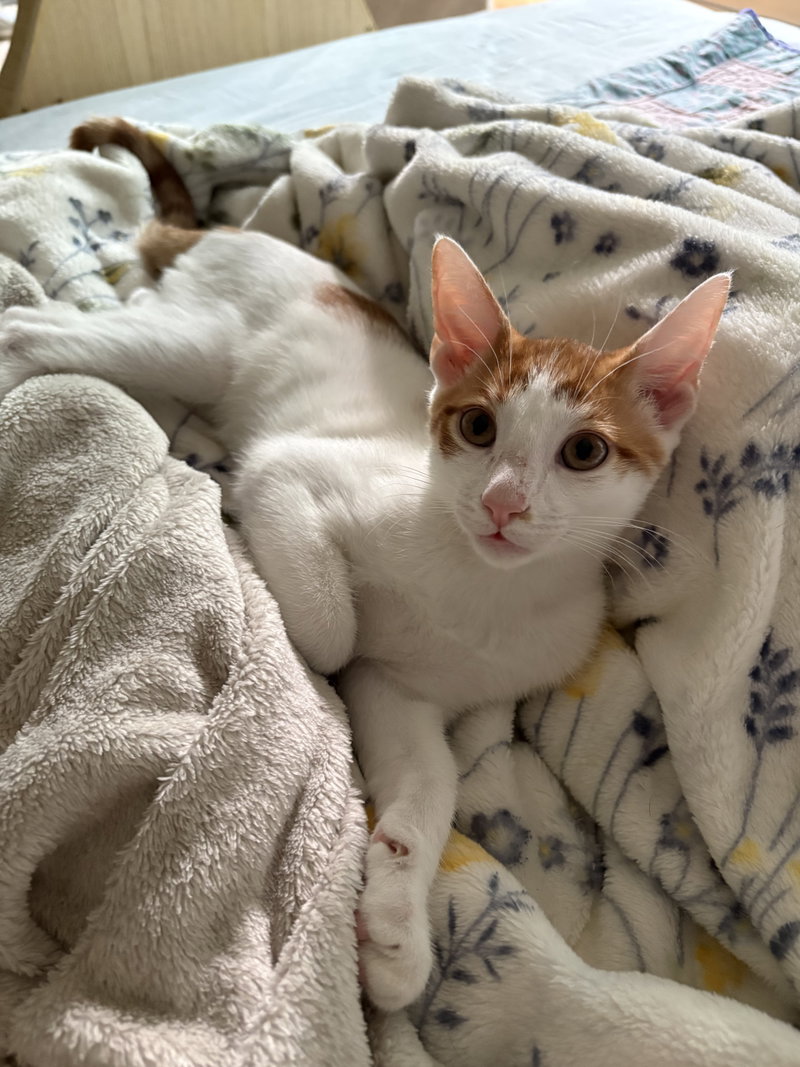 Sherbert & Julius, photo 2