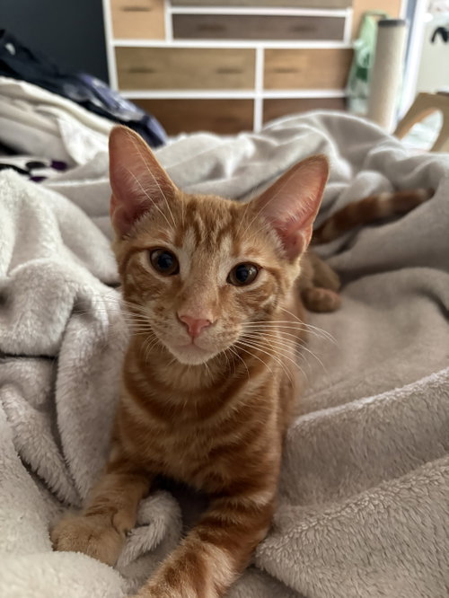 Photo 3 of Sherbert & Julius - KITTENS in foster