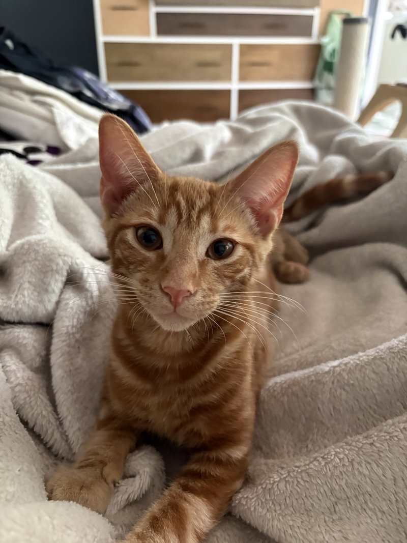 Sherbert & Julius, photo 3