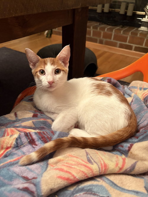 Photo 4 of Sherbert & Julius - KITTENS in foster