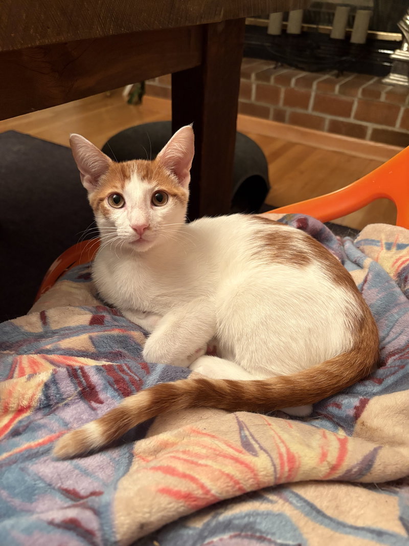 Sherbert & Julius, photo 4