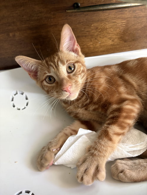 Photo 5 of Sherbert & Julius - KITTENS in foster