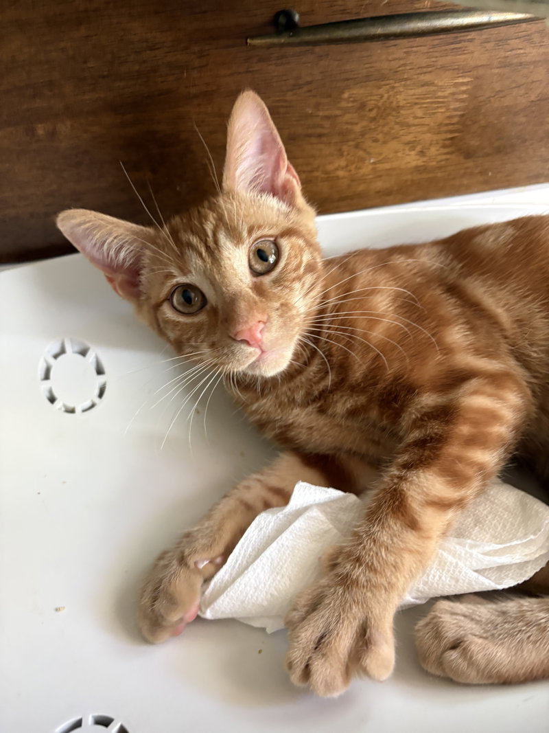 Sherbert & Julius, photo 5