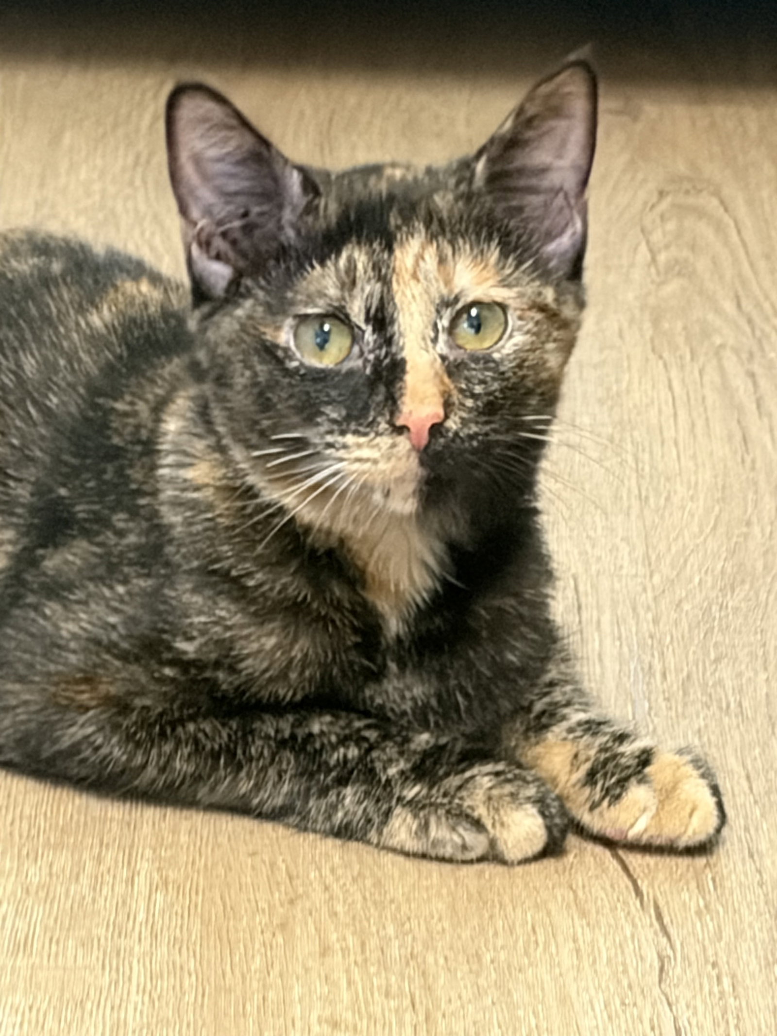 Marcella - KITTEN in foster, Domestic Short Hair