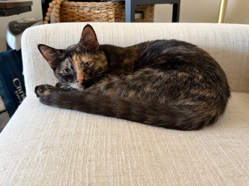 Photo 2 of Marcella - KITTEN in foster