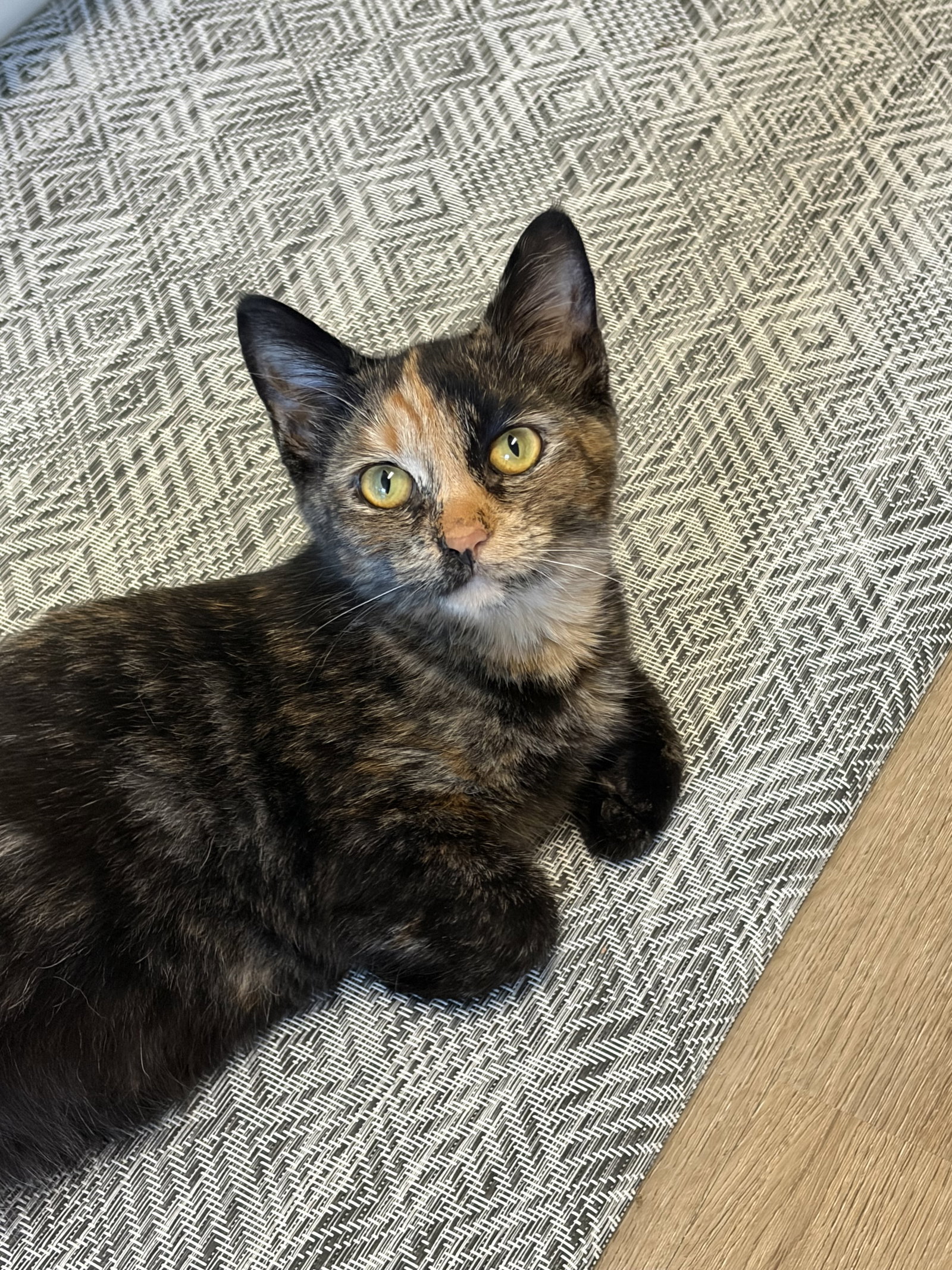 Verna - KITTEN in foster, Domestic Short Hair