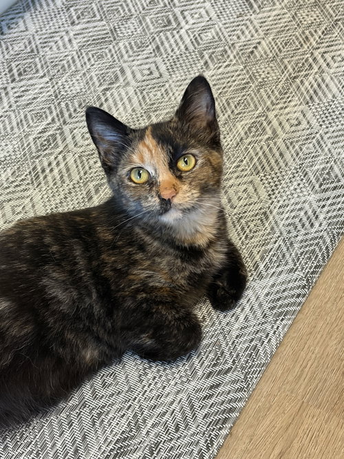 Verna - KITTEN in foster, a cat for adoption from King Street Cats