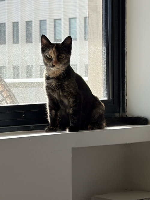 Photo 2 of Verna - KITTEN in foster