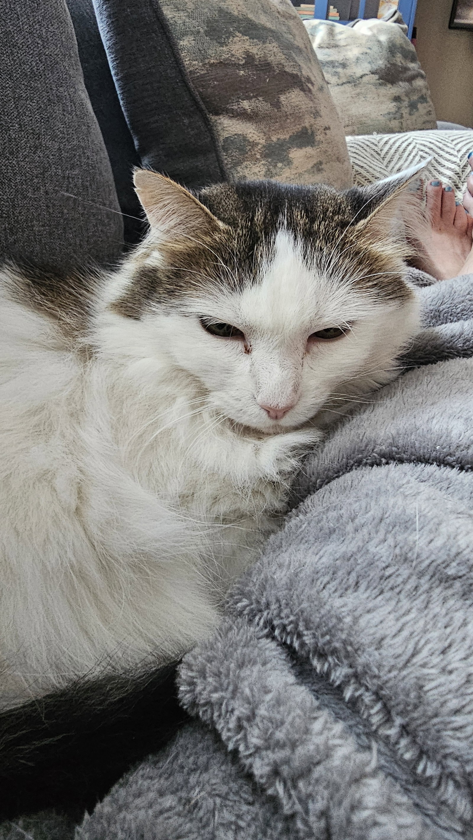 Nickie (senior in foster), Domestic Medium Hair