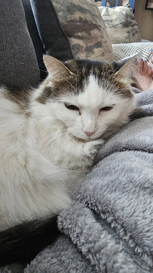 Nickie (senior in foster), a cat for adoption from King Street Cats
