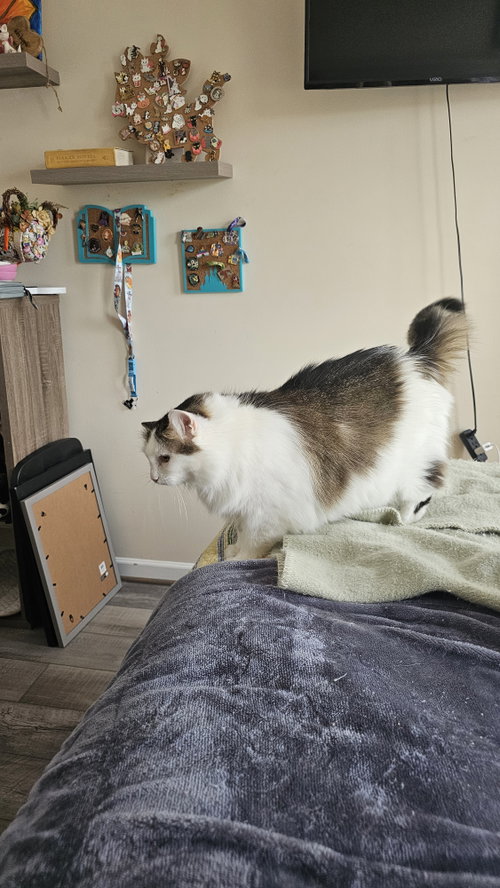 Photo 2 of Nickie (senior in foster)
