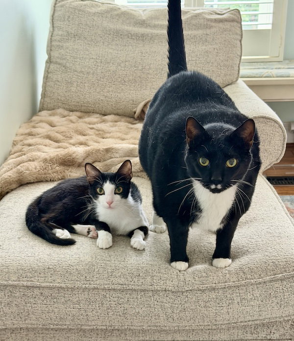 Artemis + Fitz (The Odd Couple) (in foster), Domestic Short Hair