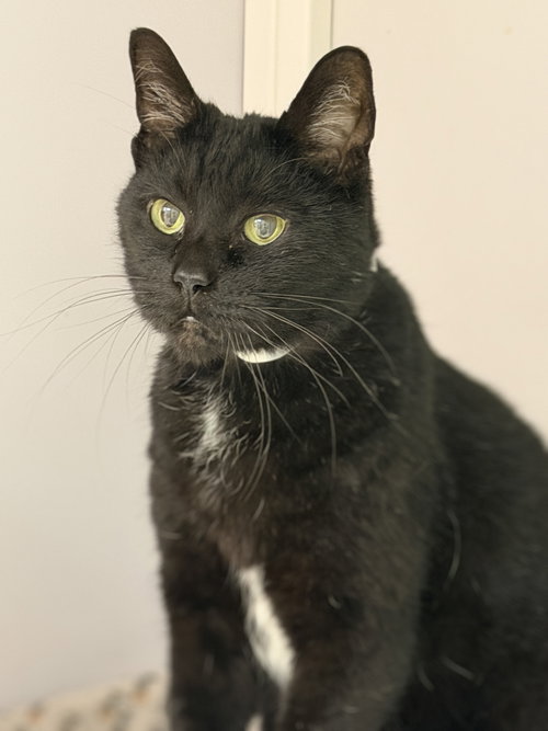 Oaxaca, a Domestic Short Hair cat for adoption in Alexandria, VA
