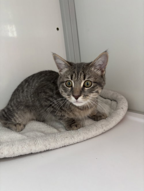 Casey - KITTEN, a Domestic Short Hair cat for adoption in Alexandria, VA