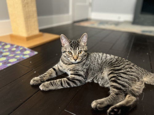 Gobi - KITTEN in foster, a Domestic Short Hair cat for adoption in Alexandria, VA, photo 1 of 3