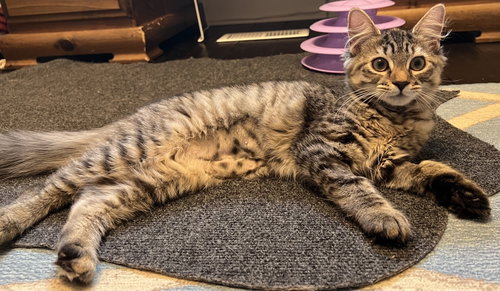 Kalahari - KITTEN in foster, a Domestic Medium Hair cat for adoption in Alexandria, VA, photo 1 of 4