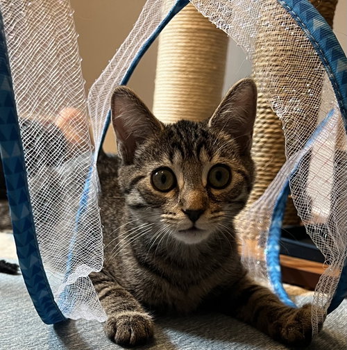 Mojave - KITTEN in foster, a Domestic Short Hair cat for adoption in Alexandria, VA, photo 1 of 3